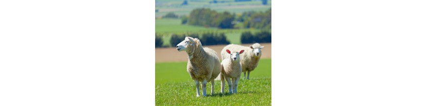 Allerlei verzorging voor schapen